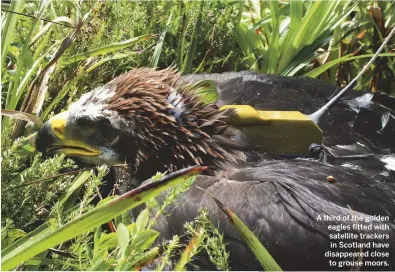  ??  ?? A third of the golden eagles fitted with satellite trackers in Scotland have disappeare­d close to grouse moors.