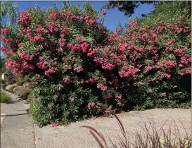  ?? SARA O'KEEFE — MARIN MASTER GARDENERS ?? Oleander contains a potent heart toxin. The leaves and branches are dangerous if burned or used in cooking.