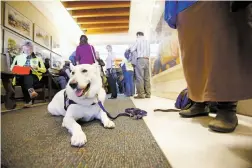  ??  ?? AkioYodasa­n, a search and rescue dog with Taos Search and Rescue, waits in the hallway with Delinda VanneBrigh­tyn, president and K-9 leader of Taos Search and Rescue, for people to be let into to the House’s Energy, Environmen­t and Natural Resources Committee to hear debate on House Bill 366 on Thursday. HB 366 has become known as Roxy’s Law, in honor of an 8-year-old heeler mix strangled in a trap last month at Santa Cruz Lake.