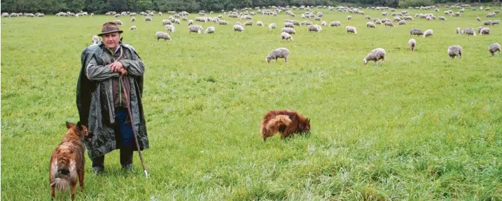  ?? Fotos: Marlene Weyerer ?? Der Wanderschä­fer Josef Hartl aus dem Affinger Ortsteil Mühlhausen verbringt jeden Tag bei seiner Herde.