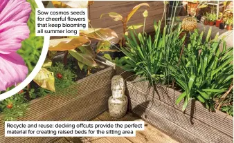  ??  ?? Sow cosmos seeds for cheerful flowers that keep blooming all summer long
Recycle and reuse: decking offcuts provide the perfect material for creating raised beds for the sitting area