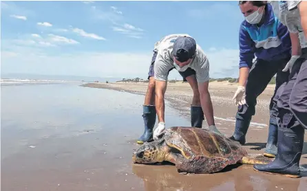  ?? TÉLAM ?? EL ANIMAL que fue recuperado y devuelto al mar pesa alrededor de 40 kilogramos.