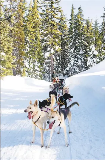  ?? VISIT CENTRAL OREGON ?? Snowy Mount Bachelor doesn’t just tempt skiers and snowboarde­rs. You can go dog-sledding here, too.