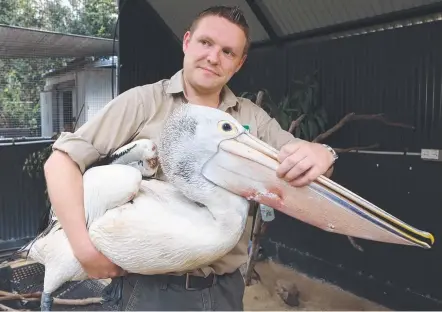  ??  ?? Vet nurse Lewis McKillop tends to Lucky the pelican, who needed 200 stitches after a shark attack. Picture: RICHARD GOSLING