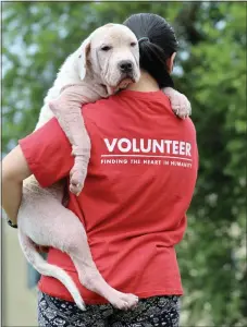  ?? SUBMITTED PHOTO ?? A volunteer gives some lovin’ to Gary at the Brandywine Valley SPCA.