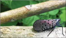  ?? SUBMITTED PHOTO ?? The invasive spotted lantern fly is damaging trees in throughout southeast Pennsylvan­ia.