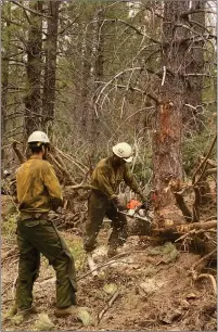  ?? PHOTO COURTESY OF SEQUOIA NATIONAL FOREST ?? The Dalton Hotshots removing fuel next to the fireline.