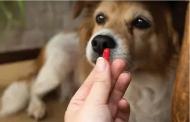  ?? ?? Below: Sometimes it isn’t easy to get your dog to take his medication.