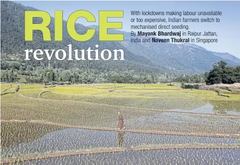  ??  ?? A man walks across a field planted with rice seedlings at Kullan village in Ganderbal district of Kashmir in northern India.