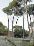  ??  ?? Gli alberi legati tra loro vicino all’asilo