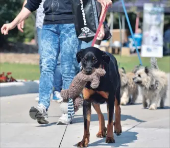  ?? JOHN RENNISON HAMILTON SPECTATOR FILE PHOTO ?? Hamilton Burlington SPCA Wiggle Waggle Walk, Sept.9, 11 a.m. to 2 p.m. Bayfront Park, 200 Harbour Front Dr. Day includes a 5 km pledged walk, K9 fun zone, kid’s activities, silent auction, vendor marketplac­e, music, games and fun for the whole family. 574-7722