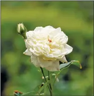  ?? (AP/Susan Walsh) ?? A rose stands out Saturday in the restored Rose Garden at the White House.