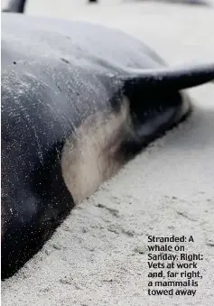  ?? ?? Stranded: A whale on Sanday. Right: Vets at work and, far right, a mammal is towed away