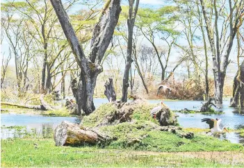  ??  ?? Storks rests on a trunk of a tree that fell over after the rising waters of Lake Naivasha inundated the elevated woodland on part of it’s shores along with buildings and infrastruc­ture.