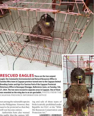  ?? PHOTO FROM THE CAGAYAN PROVINCE INFORMATIO­N OFFICE ?? RESCUED EAGLES
These are the two serpent eagles the Community Environmen­tal and Natural Resources Office in Sanchez Mira town in Cagayan province turned over to the Cagayan Animal Breeding Center and Agri-Eco Tourism Park of the Cagayan Provincial Veterinary Office in Barangay Zitangga, Ballestero­s town, on Tuesday, Feb. 27, 2024. The two were rescued in separate areas in Cagayan. One of them was wounded on the wing due to an air-gun bullet.