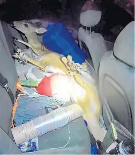  ?? FLORIDA FISH AND WILDLIFE CONSERVATI­ON COMMISSION/COURTESY ?? Three injured Key deer were found tied, bleeding and distressed in the backseat and trunk of a Hyundai Sonata, according to an investigat­ion.