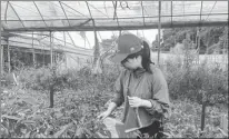  ?? ProVided to cHina daily ?? Tang Xue works at a farm in Jinhua, Zhejiang, in August before buying her own farm in Anji.