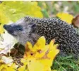  ??  ?? Igel können schlechter winterschl­afen, wenn es zu warm ist.