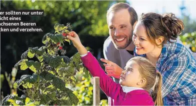  ??  ?? Kinder sollten nur unter Aufsicht eines Erwachsene­n Beeren pflücken und verzehren.