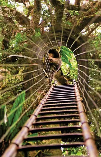  ?? Photo: Contribute­d ?? OUT IN NATURE: Explore Lamington National Park.