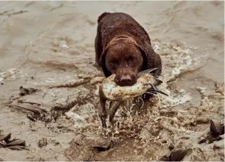 ?? ?? Ian Whitehall’s young Chesapeake Bay retriever Storm locates a bird quickly and retrieves it to hand