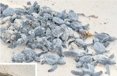  ?? PHOTOGRAPH­S BY HENRYLITO D. TACIO ?? MARINE turtles face danger from the day they are born; they are hunted by monitor lizards or bayawak, dogs and ghost crabs. For every 1,000 hatchlings released in the open sea, only one survives.