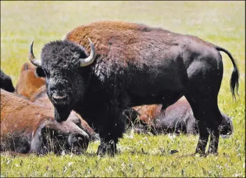  ?? KAIBAB NATIONAL FOREST VIA AP ?? Bison roam in August 2010 in the Kaibab National Forest near the Grand Canyon in northern Arizona. The hundreds of bison that roam the far northern reaches of Arizona are descendant­s of the animals brought to the region in the early 1900s as part of a...