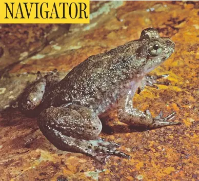  ?? AUSCAPE/UIG VIA GETTY IMAGES ?? The southern gastric brooding frog (Rheobatrac­hus silus) which disappeare­d from Australia in 1983, is one of the targets of the “Lazarus Project,” which looks to inject frozen extinct DNA into a host species to create a hybrid.