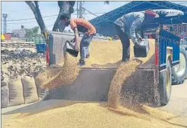  ?? JT PHOTO ?? The procuremen­t figures have revealed that highest 7.88 lakh MT wheat has been procured in the mandis of Sirsa district.