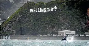  ?? ROSA WOODS/STUFF ?? The whale stayed in Wellington Harbour for over a week.