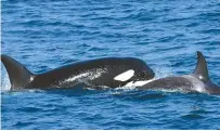  ?? Yonhap ?? A killer whale mother and calf are seen swimming off Uljin, North Gyeongsang Province, Wednesday.