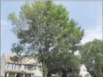  ?? Michael P. Mayko / Hearst Connecticu­t Media ?? One of the Green Ash trees on Milford’s Centennial Drive that Joseph Belletti, a former Seymour tree warden and fourth-generation licensed arborist, believes can be saved.