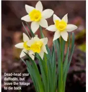  ??  ?? Dead-head your daffodils, but leave the foliage to die back