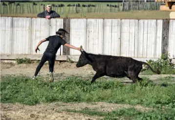  ??  ?? La course camarguais­e est une activité pratiquée dans toute la région, qui permet de mettre en valeur l’agilité du taureau.