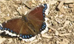  ?? MIRI TALABAC ?? Mourning cloak butterfly basking in early spring sun.