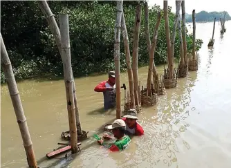  ?? GALIH ADI/JAWA POS ?? PERLUAS PENGHIJAUA­N: Petugas dari DKPP melakukan uji coba penanaman mangrove dengan metode baru di muara Sungai Londo kemarin. Terdapat keranjang khusus dan bambu sebagai penahan gelombang.