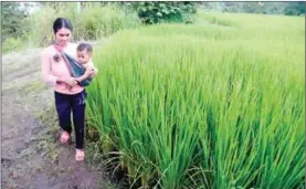  ?? HENG CHIVOAN ?? The WCS’ Ibis Rice Project in Mondulkiri province’s Keo Seima district.