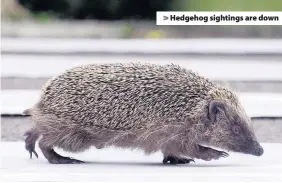  ??  ?? > Hedgehog sightings are down