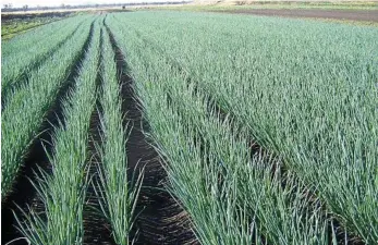  ??  ?? A healthy crop of shallots out in the paddock.