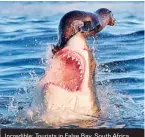  ??  ?? Incredible: Tourists in False Bay, South Africa, were left amazed when they saw this 12ft shark emerge from the water to catch a seal. But despite being one of the world’s most feared predators, it badly misjudged its attack