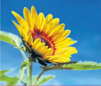  ??  ?? J’aurais voulu qu’on me dise à quel point les levers et les couchers du soleil que j’aurais le temps de voir tous les jours étaient beaux, et qu’arrêter deux minutes pour les observer allait être aussi efficace qu’une semaine de vacances.