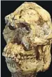  ??  ?? Il cranio di StW 573, australopi­thecus (foto di Jason L. Heaton)
