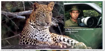  ??  ?? Dr. Ravi Samarasinh­a and one of his leopard pictures