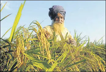  ?? BHARAT BHUSHAN/HT ?? A farmer inspecting his paddy field at Jogipur village in Patiala on Sunday. All kharif crops are at the maturity stage in the state and rain is a source of damage.