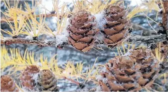  ??  ?? Along with his wonderful explanatio­n, Jamie Simpson attached a photo he took of a tamarack branch. He says that tamarack is our only conifer that loses its needles in winter…after turning a gorgeous golden colour. I once heard someone refer to the tamarack as our fall forsythia.