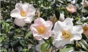 ??  ?? MOST CAMELLIAS HAVE NO SCENT. AN EXCEPTION IS THE FRAGRANT ‘CINNAMON SCENTSATIO­N’ HYBRID