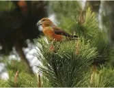  ??  ?? ABOVE The crossbill’s cross-tipped bill is perfect for picking seeds out of conifer cones