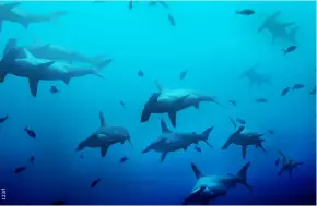  ?? ?? BELOW
A large school of hammerhead sharks at Shark Point, Green Island