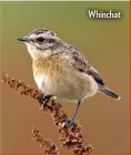  ??  ?? Whinchat