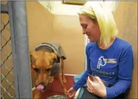  ?? PETE BANNAN – DIGITAL FIRST MEDIA ?? Stevie Rementer gives Cricket her early Thanksgivi­ng meal Wednesday at Providence Animal Center in Upper Providence. The center hosted a Thanksgivi­ng dinner for 50 homeless dogs and a number of cats in the Adoption Center. Cricket is 3-4 years old,...